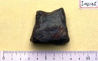 藏品(距骨)的圖片